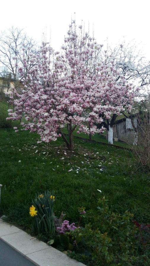 Apartment Magnolija - Free Parking Karlovac Eksteriør billede